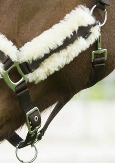 Licol mouton